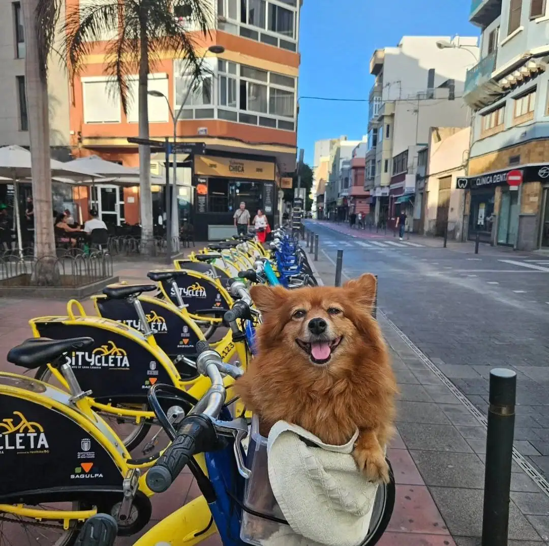 Mia - webjuice emotional support dog